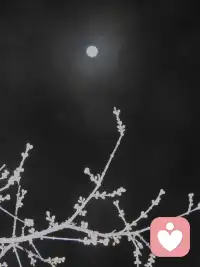 我寄愁心与明月
​音讯全无两地绝
​知君同心意难至
​尽在枝头霜如雪配图