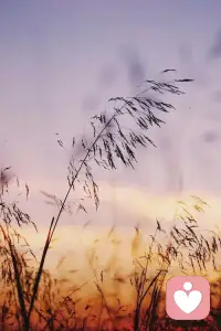 籍籍无名，无春花之绚丽，漠漠无赏，无秋叶之烂漫。生于田园，则安于田园，长于山野，则安于山野。同沐春风，同餐秋露，临花则陪，傍柳则衬，安于自我。一棵，历过四季，不枉入人间，一原，遍及四方，不虚生尘世。春风之暖，夏日之暑，秋气之凉，冬雪之寒，皆成经历，春水之滨，夏林之阴，秋山之脚，冬原之上，俱为归处。野火烧不尽，冷雪覆不灭，平常中见顽强，寻常里显坚韧。不显山，不露水，伴行迹到天涯，不声张，不名扬，随阡陌至远方。友万物，朋四海，晓日升，显我盎然生机，暮月出，呈我默然风华。年年生，岁岁发，虽枯荣有时，但永世轮回，不弃如盟。平常心，逍遥志，虽兴衰有节，但知恒守常，不违如诺。配图