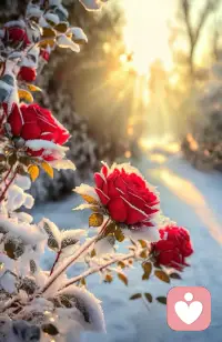 这是什么花？冬雪里开得这么烂漫。月季吗？配图