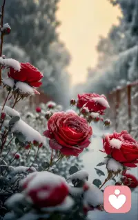 这是什么花？冬雪里开得这么烂漫。月季吗？配图