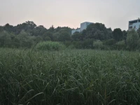 夕陽無限美好，把道路染成金色，走在光影的心情，有一種朝圣般的虔誠。溪流之水潺潺而響，流暢著我的觀感，讓人內心平靜得泛起波瀾。柳樹的柔柯己經成蔭，嫻靜地飄拂，仿佛要挽住一段時光，而我就存在在這般光景里，微做的陶醉。曉溪里的荷花，散發著傍晚的殘溫，等待著月華，醞釀著輕夢。一串紅安靜地在時光的一角，吐露著芳華，一叢叢，一簇簇，象是在輕盈的耳語，說著瞞不住的心事。己長成氣勢的蒿草，給人一種郊野的感觸，讓人聯想到詩經中《蒹葭》，所謂伊人，就是期待著的，一轉身的，再次擁抱我的你。配圖