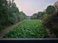夕陽無限美好，把道路染成金色，走在光影的心情，有一種朝圣般的虔誠。溪流之水潺潺而響，流暢著我的觀感，讓人內心平靜得泛起波瀾。柳樹的柔柯己經成蔭，嫻靜地飄拂，仿佛要挽住一段時光，而我就存在在這般光景里，微做的陶醉。曉溪里的荷花，散發著傍晚的殘溫，等待著月華，醞釀著輕夢。一串紅安靜地在時光的一角，吐露著芳華，一叢叢，一簇簇，象是在輕盈的耳語，說著瞞不住的心事。己長成氣勢的蒿草，給人一種郊野的感觸，讓人聯想到詩經中《蒹葭》，所謂伊人，就是期待著的，一轉身的，再次擁抱我的你。配圖