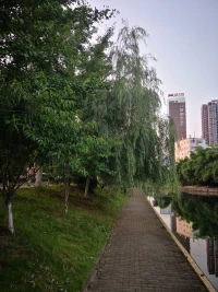 夕陽無限美好，把道路染成金色，走在光影的心情，有一種朝圣般的虔誠。溪流之水潺潺而響，流暢著我的觀感，讓人內心平靜得泛起波瀾。柳樹的柔柯己經成蔭，嫻靜地飄拂，仿佛要挽住一段時光，而我就存在在這般光景里，微做的陶醉。曉溪里的荷花，散發著傍晚的殘溫，等待著月華，醞釀著輕夢。一串紅安靜地在時光的一角，吐露著芳華，一叢叢，一簇簇，象是在輕盈的耳語，說著瞞不住的心事。己長成氣勢的蒿草，給人一種郊野的感觸，讓人聯想到詩經中《蒹葭》，所謂伊人，就是期待著的，一轉身的，再次擁抱我的你。配圖