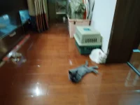 新裝的柵欄門和隔離板，如果1.5米還能逃獄，給你們完全自由。鏟屎官今天可是充實。配圖
