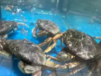 超市買海鮮配圖
