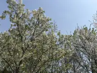 四月初，阳光和煦， 微风轻拂， 心情一如樱花????般灿烂.配图