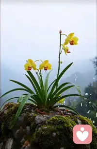 我们身体所积压的情绪就是一种堵塞的能量，它们会阻碍宇宙能量流向你的通道。

当负面情绪升起的时候，要把注意力拉回来，放在自己身上，去觉察它。

它会因为你慈悲的观察和观照而逐渐消融、减退。

如果你不习惯这样做，那就来这里，找你感觉舒服的倾听师去倾诉。

倾诉也是打通能量淤堵的一种好方法！