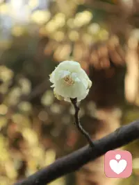 Day 7 | 聊聊我的“压抑”时刻

有的时候我会感觉有一些压抑，这种压抑其实来源于心理学说的“未完成情结”——就是觉得某件事好像没做好，或者是小朋友养育的问题，又或者是我要看的书、计划没有完成。

这个时候可能会觉得开心不起来，甚至胸口有点堵，出现了一些轻微的“躯体化反应”。但这其实也是正常的，是可以调节的。

我一般会去选择听一些纯音乐，让自己的思绪被音乐带走，这在心理学上也是一种“正念”的练习。特别是听到欢快愉悦的时候，并没有说很开心，但是会一直处于一个比较平静的状态。

其实听纯音乐也不只是在压抑的时候听，心情不好、情绪不稳定的时候可以听，在比较平静的状态下也可以去听一些音乐，会让自己觉得很舒适。
（附图：我拍的梅花）