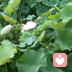 至清至純的頭像
