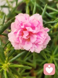 你不能教會一個人任何東西，你只能幫助他在自己的內(nèi)心找到答案。配圖