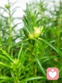 一個有趣的悖論是，當(dāng)我接受自己原本的樣子時，我就能改變了。（by 卡爾·羅杰斯）配圖