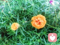 憤怒是最難控制的情緒，但是寬容、積極和移情會減少憤怒。
對惹我們生氣的事情琢磨的時間越長，就會讓怒火燃燒得越旺。
遠路無輕載，再小的事情放在心里，時間長了都會變成大事。配圖