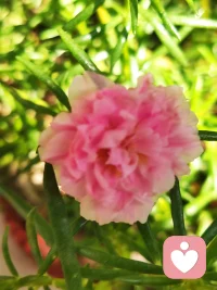 假如父母跟孩子距離過近，給了孩子過多的關注和關愛，關系過于親密，雙方缺少各自的回旋空間。其危害程度不亞于疏遠。
人對獨立的需要是很強大的，特別是成長中的孩子，獨立是他們內心最強烈的愿望，過近的距離顯然會扼殺孩子的獨立性。配圖