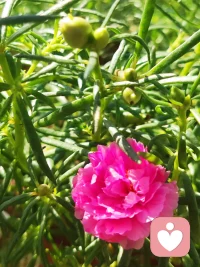 有時候，負面情緒會突然排山倒海地洶涌而至，似乎要把你湮沒，千萬不要試圖阻擋這些情緒，這樣反而會讓你備受煎熬。
坦然接受這些情緒所攜帶的能量，利用它來強化求生的信心配圖