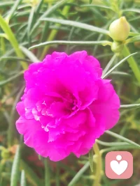 樂觀不是沒有困難，而是有辦法配圖