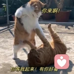 欠揍喵的头像