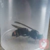 蜂巢计划