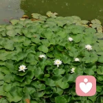 心灵之约的头像