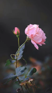 不要因?yàn)榱x務(wù)做任何事，帶著感恩的心和愛(ài)做每件事，這樣你會(huì)更有力量。配圖