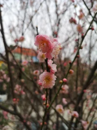 智慧來自平凡，智者能夠看到平凡事務之美妙。所以我們要帶著漫心境來珍賞對方。配圖