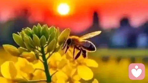如何与内在的父母相处
