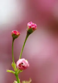 春花、秋月、夏日、冬雪，一年四季，世間萬物，各有各的風(fēng)景，各有各的美麗，人又何嘗不是如此呢？學(xué)會(huì)欣賞自己，肯定自己，活出自我，你就是一道風(fēng)景。配圖