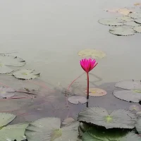 幸福不是你得到你想要的一切，而是你享受你现在所拥有的一切。