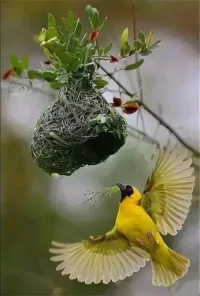 自信——撐起人生的柱子自信是發(fā)自內(nèi)心的自我肯定與相信，自信無論在人際交往、事業(yè)工作上都非常滿意。自信是一根撐起我們?nèi)松闹印Ｒ鰪娮孕牛梢詮囊韵聨c做起。1、積極自我暗示，相信自己能行。每天起床后、臨睡前各默念幾次“我是最好的”“我是最棒的”，這樣就會通過自我的積極暗示機制，鼓舞自己的斗志，增加心理力量，使自己逐漸樹立起自信心。2、注意儀表，保持精神風貌。漂亮的儀表能夠得到別人的夸獎和好評，提高人的精神風貌和自信心，所以要學會從頭到腳扮靚自己，保持發(fā)型美觀，衣著整潔，舉止大方，當儀表得到別人的夸贊時，人的自信心會一定悠然而生。3、挺起胸膛，讓步履輕松穩(wěn)健。心理學家告訴我們，步態(tài)的調(diào)整，可以改變心理狀態(tài)。自信的人走起路來胸膛直挺，步子穩(wěn)健輕松。所以挺起胸膛，你的自信心就會慢慢增長。4、挑前面的位子坐，敢于引人注目。有意識地練習坐在前面，能夠引起別人的關注，拉近與領導、師長的心理距離，贏得大家的賞識，激發(fā)自信心，集中注意力。5、練習正視別人，提高自我意識。一個人的眼神可以透漏好多信息，不敢正是別人是膽怯、心虛的表現(xiàn)。大大方方地正視別人，等于告訴他人“我適合誠實的，光明正大、毫不心虛的。”因此，在學習和工作中經(jīng)常提醒自己要面帶微笑，正視別人，用溫和的目光與別人打招呼，用點頭表示問候，用聚精會神、專心致志的聽講表示對別人的理解與支持。6、多讀書，拓展自己的視野。讀書破萬卷，交流溝通不困難。書讀的多了，自己了解的多了，就能很快融入到大家討論的話題，能夠旁征博引，獲得大家的認同，這種認同感可以極強地提升我們的自信心。配圖