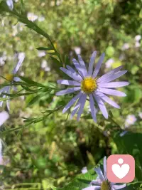 這是法國電影《蝴蝶》的片尾曲，覺得這歌詞有意思，為什么雞會下蛋？因為蛋都變成小雞，為什么情侶要親吻？因為鴿子們咕咕叫，為什么漂亮的花會凋謝？因為那是游戲的一部分，為什么會有魔鬼又會有上帝？是為了讓好奇的人有話可說，為什么木頭會在火里燃燒？是為了我們像毛毯一樣的暖，為什么大海會有低潮？是為了讓人們說：再來點，為什么太陽會消失？為了地球另一邊的裝飾，為什么會有魔鬼又會有上帝？是為了讓好奇的人有話可說，為什么狼要吃小羊？因為他們也要吃東西，為什么是烏龜和兔子跑？因為光跑沒什么用，為什么天使會有翅膀？為了讓我們相信有圣誕老人，為什么會有魔鬼又會有上帝?是為了讓好奇的人有話可說，你喜歡我們的旅行嗎？非常喜歡，我們看到了很多漂亮的東西，不是嗎？可惜我沒能看到蟋蟀，為什么是蟋蟀？還有蜻蜓，也許下一次吧，我能問你點事情嗎？又有什么事？我們繼續(xù)，不過由你來唱？絕對不可以，來吧，不不不，這是最后一段了，你是不是有點得寸進尺了呢？嗯呵~~為什么我們的心會滴答？因為雨會發(fā)出淅瀝聲，為什么時間會跑得這么快？是風把它都吹跑了，為什么你要我握著你的手？因為和你在一起，我感覺很溫暖，為什么會有魔鬼又會有上帝？是為了讓好奇的人有話可說。配圖