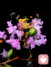 所謂見過世面，不是去某個(gè)高級餐廳吃個(gè)飯，也不是去世界各地旅行了一圈，而是當(dāng)人性在你面前徐徐展開的時(shí)候，你的那份寧靜坦然。——楊絳先生配圖