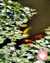 許多人幾乎不用自己的眼睛看，他們只聽別人說，他們看到的世界永遠是別人說的樣子。——周國平《人生哲思錄》配圖