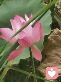 沒有無欲無求的人，只是在做自我的修行中，努力的做到淡然，少欲，不爭，放開，承受的，生活態度。配圖