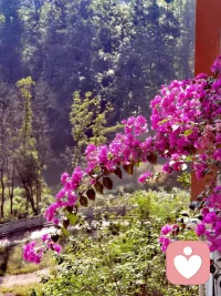 當我真正開始愛自己，我才認識到，所有的痛苦和情感的折磨，都只是在警告我：我的生活違背了自己的本心。——查理·卓別林配圖