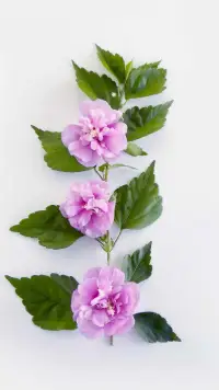 一個人做事情能夠看到后續(xù)再后續(xù)的結(jié)果，也就是長期的價值，并且愿意克服直接的障礙，這樣的人擁有成功人生的可能要比普通人大很多！配圖