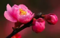 父母越想制住孩子，吼叫、打罵、指責(zé)，就越會(huì)引發(fā)孩子的叛逆行為；而孩子的叛逆行為又反過來刺激父母的情緒更加失控。配圖