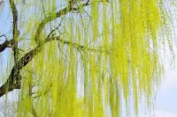 心智成熟之旅相當于升級大腦的“操作系統”?？扇藗兺绞钦J知不夠越認為自己正確，去排斥自己不理解的觀念和看不到的視角。打破思維定式需要整合思考，更需要不斷實踐，財務自由之路本來就是心智成熟的旅程。配圖