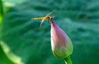 拿破侖曾說：“能控制好自己情緒的人，比能拿下一座城池的將軍更偉大。”?控制好自己的情緒，理性處理事情，平安快樂度一生。配圖