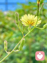 和諧，共生！配圖