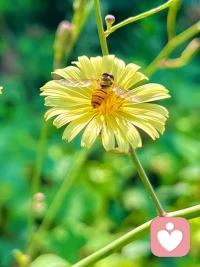 和諧，共生！配圖