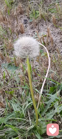 感觉每一份遇见！心怀感恩，向阳花开配图