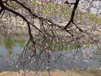 遠(yuǎn)離消耗你正能量的人，對的人讓你平和，錯(cuò)的人讓你暴躁，放下執(zhí)念，才能回歸安寧，放下期待，才不會被傷害。配圖