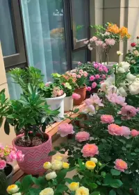 當(dāng)允許一切的允許開始時
你就不再是從前的你
改變就在當(dāng)下
愛自己 投資自己永遠(yuǎn)最浪漫配圖