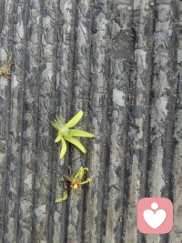 生活的美在每一个呼吸里，在风里，在花草间，在细微的觉察里。。。
