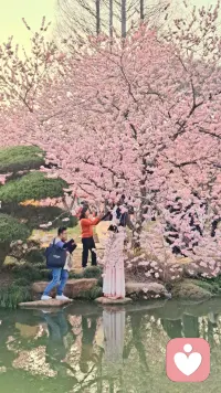 无锡鼋头渚樱花谷：

​早春争艳芳五洲
​一袭粉红媚太湖配图