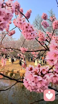 无锡鼋头渚樱花谷：

​早春争艳芳五洲
​一袭粉红媚太湖配图
