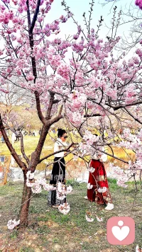 无锡鼋头渚樱花谷：

​早春争艳芳五洲
​一袭粉红媚太湖配图