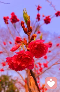 无锡鼋头渚樱花谷：

​早春争艳芳五洲
​一袭粉红媚太湖配图