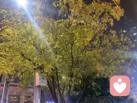 我見過很多擺脫生命牢籠的人，都是從擁有一個真正的目標開始。但這個目標并不是在某個成功學大師的演講里聽到后的情緒亢奮，它更像是一種發自心底的，想要好好善待自己的心愿，而這種心愿在過去一直都是缺席的。它不是讓自己吃好一點，穿好一點，多給自己買一些禮物的那種，而是想要從整個精神世界里確立一種對自己的重新評價和未來預期。就像一個人突然意識到自己在一種渾噩的生活里已經很久了，在一種沒有照顧好自己生活，也沒有照顧好自己情緒的困境里重復著，還有可能在一種反復受傷的情感關系里讓自己一直委屈著。ta不想再將就了，想要把自己撈起來，想要好好過一種不同的生活，想要讓自己好一點，這種信念在一種趨漸平靜的過程里卻愈發堅決。這也是為什么我常說，很多人在蛻變之前都處在混沌和失序中，直到它變成抑郁，一種肅殺一切生機，卻也能夠中止混沌的，下沉的情緒力量，它讓一個人無限接近自己的傷痛卻又想要真正的出離，是那種帶著一點點悲意，在低谷和痛苦的重復里嘗夠了所有厭倦，然后重新上岸，整裝待發，少了幾分青澀，多了幾分內聚的樣子。配圖