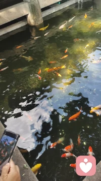 只要你把握了正確的方向，肯做出改變，有技巧的推動和正確的方式，以及能夠拿捏對方每一步的心理怎么解決，才能一步步等到你要的結果，同時要有恒心能堅持，終將得到眷顧，不要擔心什么失敗，萬事開頭都會感覺難，也不是自己做什么都是百分百算好的，就和你們剛開始在一起一樣，你也沒有想過會分離，沒想到那么愛你的人會如此狠心的離開，所以只需要記住你要如何做，做對就好，至少努力過、爭取過，最后還收獲了一個更好的自己，對自己負責了，沒什么好遺憾的配圖