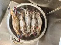 “什么叫做救自己呢？就是忠实自己的感觉，认真做每一件事不要烦，不要放弃，不要敷衍”‌